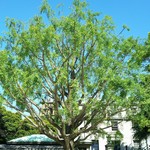 オージャルダンドゥペリー - 広場のイチョウの木