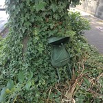 アフターグロウ - 店の前の街路樹にカエル