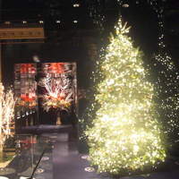 トゥールダルジャン 東京 - 2010年12月ツリー