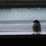 ブルックリン ロースティング カンパニー - 気が付いたらスズメさんが遊びに来てたよ。