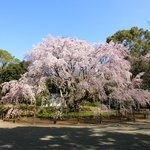 六義園 心泉亭 - 快晴で満開の美しいしだれ桜