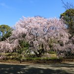 六義園 心泉亭 - 快晴で満開の美しいしだれ桜