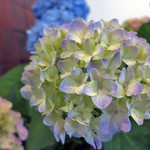 ながや - 紫陽花