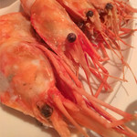 カトリカ - がおー！