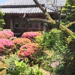 文久蔵 - お庭～つつじ