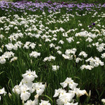 馳走　かく田 - 佐倉城趾公園の花菖蒲