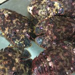 天一 - 可愛い草履海老