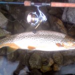 トンカツ 浅井 - ブラウントラウト