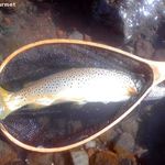 トンカツ 浅井 - 本日の最大魚 ブラウントラウト