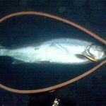 トンカツ 浅井 - ホンマス