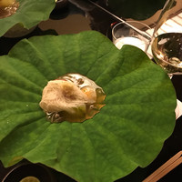 にくの匠 三芳 - 