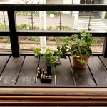 炭焼き ミンナミ食堂 - 窓辺にカエル。