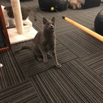 猫カフェ 猫の王様 川口店 - 