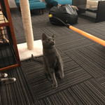 猫カフェ 猫の王様 川口店 - 