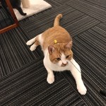 猫カフェ 猫の王様 川口店 - 