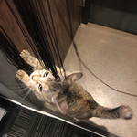 猫カフェ 猫の王様 川口店 - 