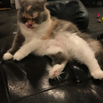 猫カフェ 猫の王様 - 