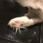 猫カフェ 猫の王様 - 