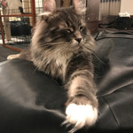 猫カフェ 猫の王様 - 