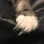 猫カフェ 猫の王様 - 