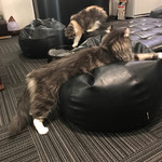 猫カフェ 猫の王様 - 