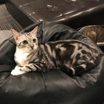 猫カフェ 猫の王様 - 