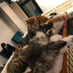 猫カフェ 猫の王様 - 