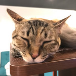 猫カフェ 猫の王様 - 