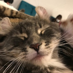 猫カフェ 猫の王様 - 