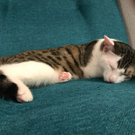 猫カフェ 猫の王様 - 