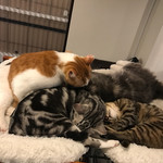 猫カフェ 猫の王様 - 