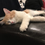 猫カフェ 猫の王様 - 