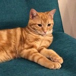 猫カフェ 猫の王様 - 