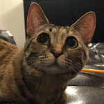 猫カフェ 猫の王様 - 