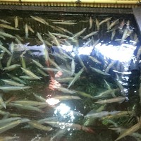 稚加榮 本店 - 
