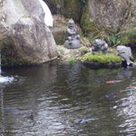 風雅の宿 長生館 - 庭の池には鯉が泳いでます