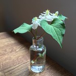 ホルト コーヒーアンドトリーツ - 