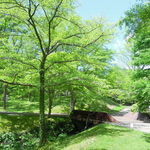 Porcupine - 庭園１