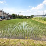 中華そば 四つ葉 - 隣の田んぼ田植え終わったころ