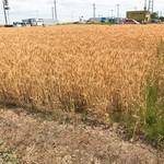 中華そば 四つ葉 - 小麦畑もあるえ～ｗ