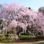六義園 さくら茶屋 - 3月下旬の快晴で満開の奇跡(全景に人が写り込んでいない)のしだれ桜です