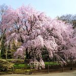 Rikugien Sakura Chaya - 3月下旬の快晴で満開の奇跡(全景に人が写り込んでいない)のしだれ桜です