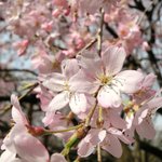 六義園 さくら茶屋 - 3月下旬の快晴で満開のしだれ桜です