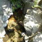 雲仙 福田屋 - 金魚が泳いでます