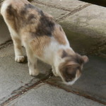 雲仙 福田屋 - ぢごく巡りした時にいたヌコ