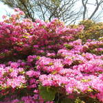 雲仙 福田屋 - 綺麗な花