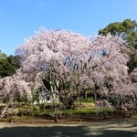 六義園 さくら茶屋 - 快晴で満開の美しいしだれ桜