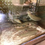 いわな - 生簀に泳ぐ岩魚