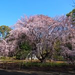 Rikugien Sakura Chaya - 9時55分の快晴で8分咲きのしだれ桜
