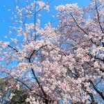 六義園 さくら茶屋 - 9時55分の快晴で8分咲きのしだれ桜